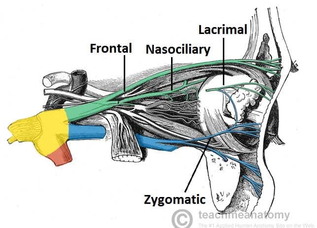 Trigeminal nerve (CN V): Anatomy, function and branches