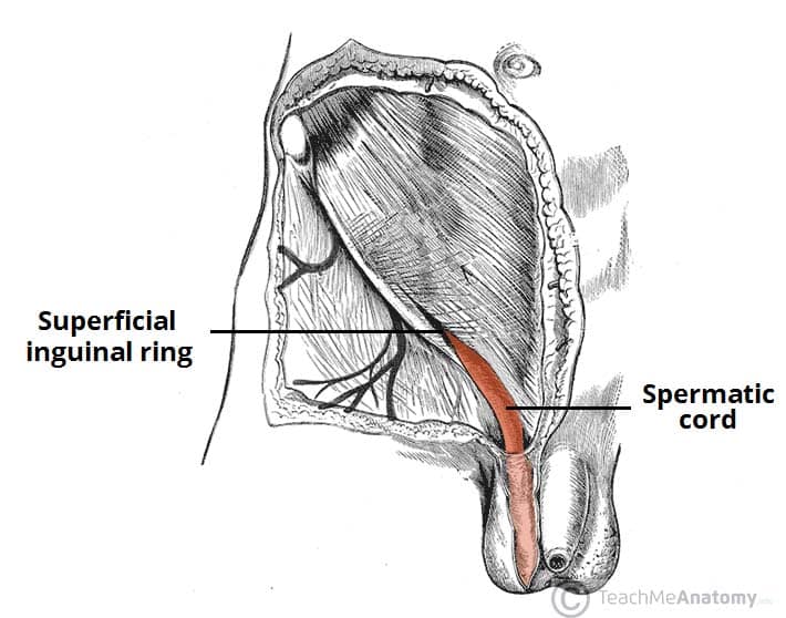spermatic artery