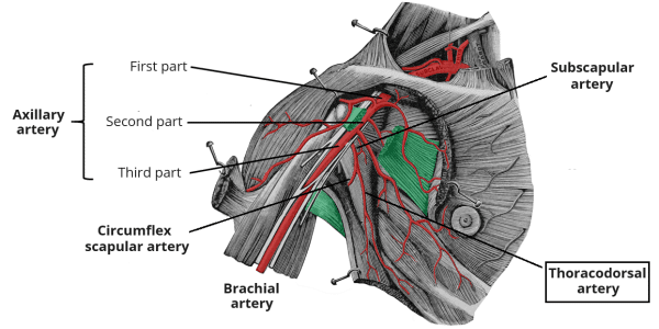 Thoracodorsal Artery - Course - Supply - TeachMeAnatomy