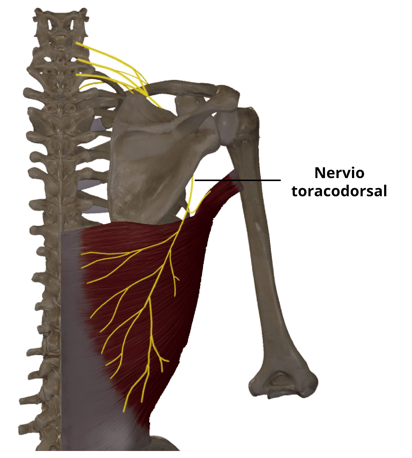 Diagrama que ilustra el trayecto anatómico del nervio toracodorsal, que destaca su origen en el plexo braquial y su inervación del músculo dorsal ancho.
