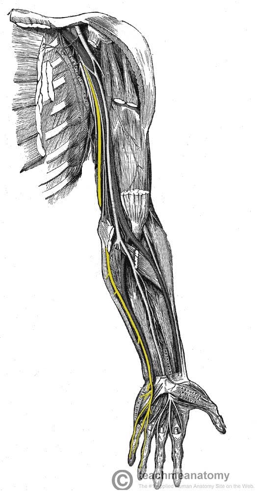 Ulnar nerve anatomy in the hand.