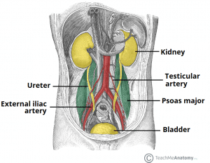 Illustration of the anatomical pathway of the ureters from the renal pelvis to the bladder.