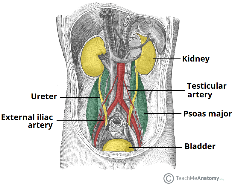 ureter în penis