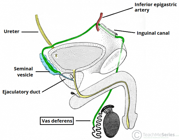 The Spermatic Cord - Course - Fascia - Contents - TeachMeAnatomy