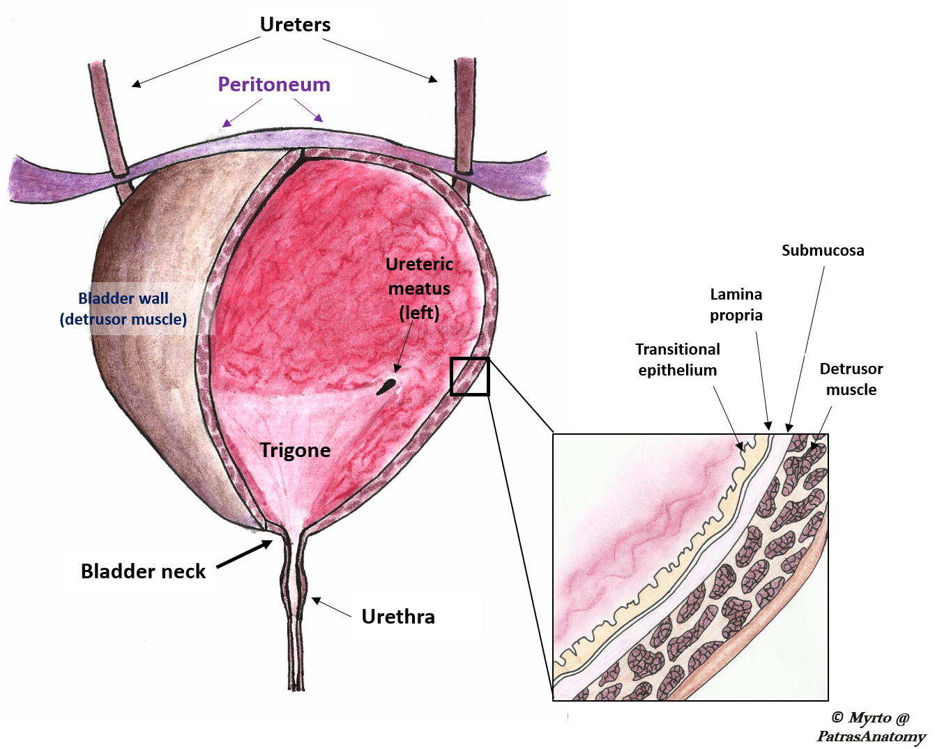 Female pelvic cavity, Organs of the female pelvic cavity., EUSKALANATO