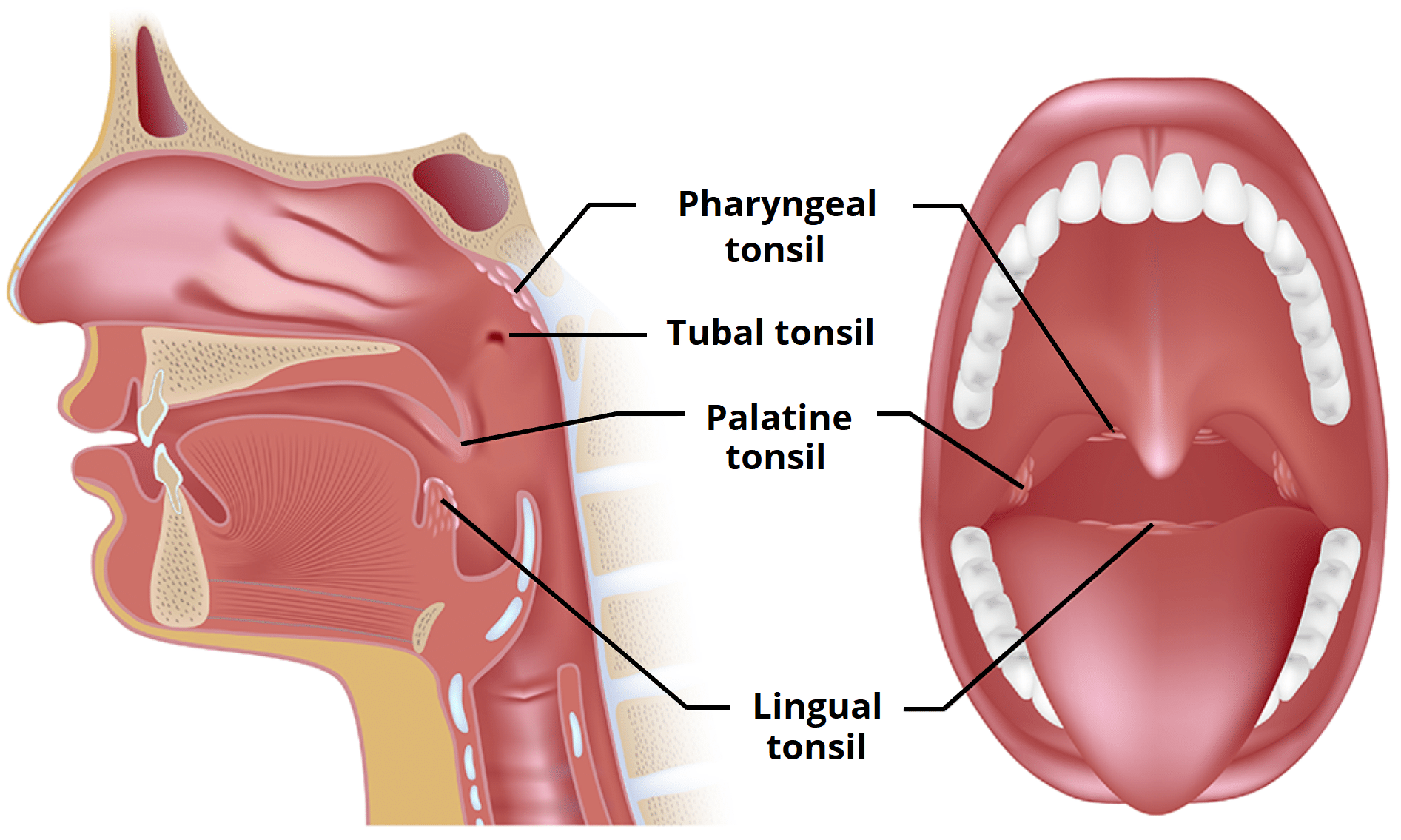 nasopharyngeal lymph tissue