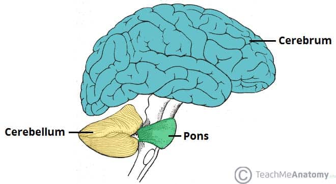 Fig 1.0 - Anatomical position of the cerebellum. It is inferior to the cerebrum, and posterior to the pons.