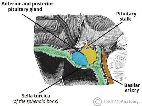 Fig 1.1 - Anatomical position and relations of the pituitary gland.