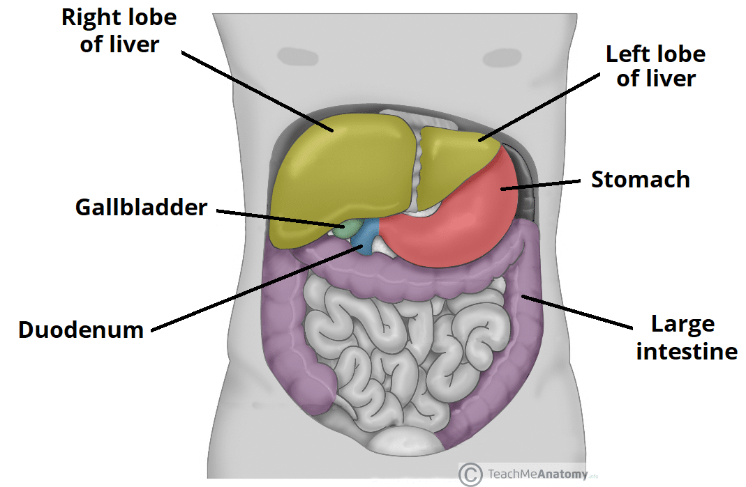 human liver location