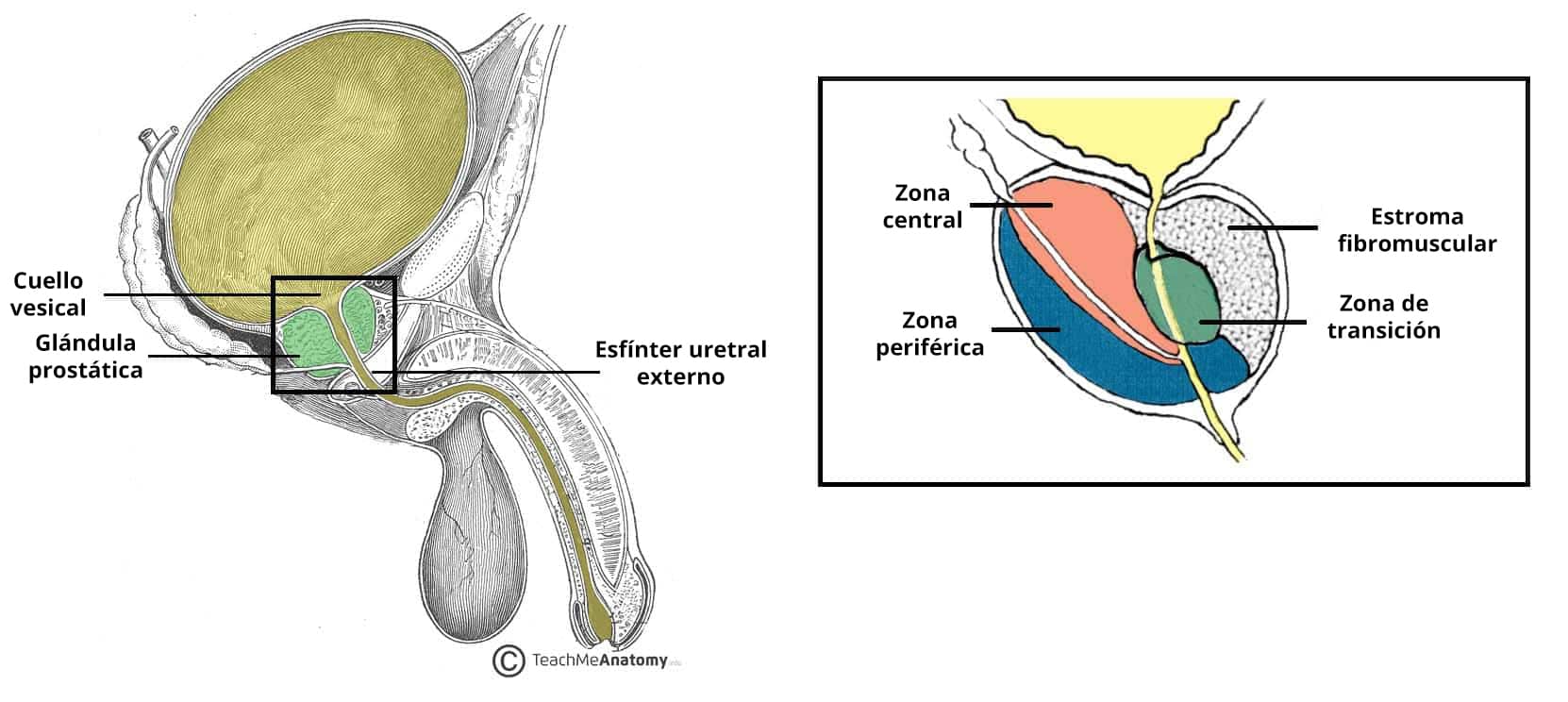 Diagrama que ilustra la posición anatómica y las zonas de la glándula prostática.