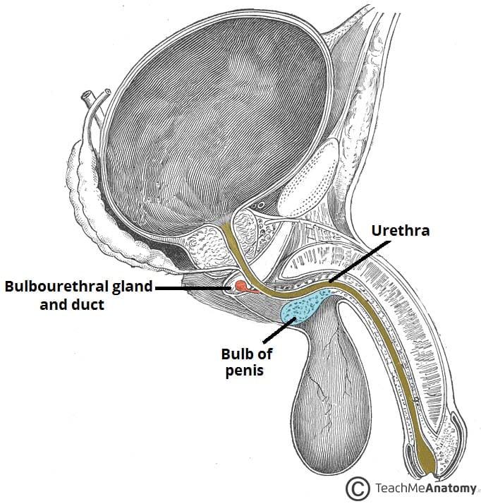 The Vagina - Structure - Function - Histology - TeachMeAnatomy
