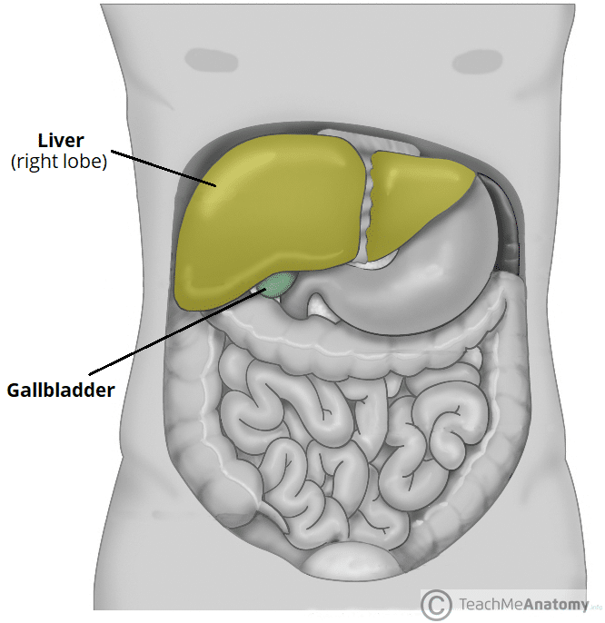 Gallbladder Labeled