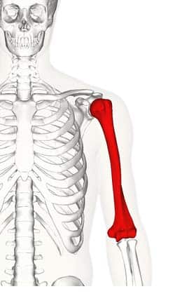 proximal part of the humerus