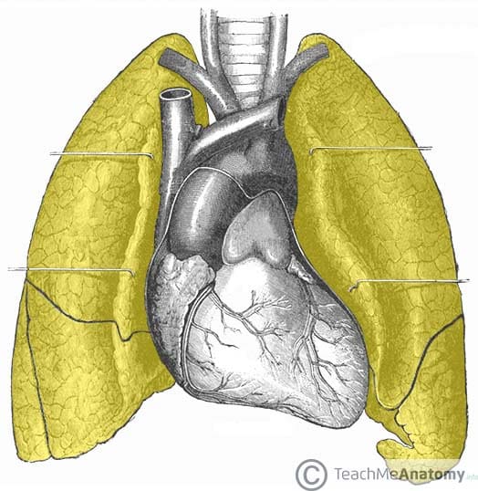 Anatomical Position of the Lungs