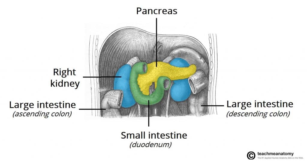 Fig 1.0 - Anterior view of the abdomen. The stomach, transverse colon, and the majority of the small intestine have been removed to expose the underlying pancreas