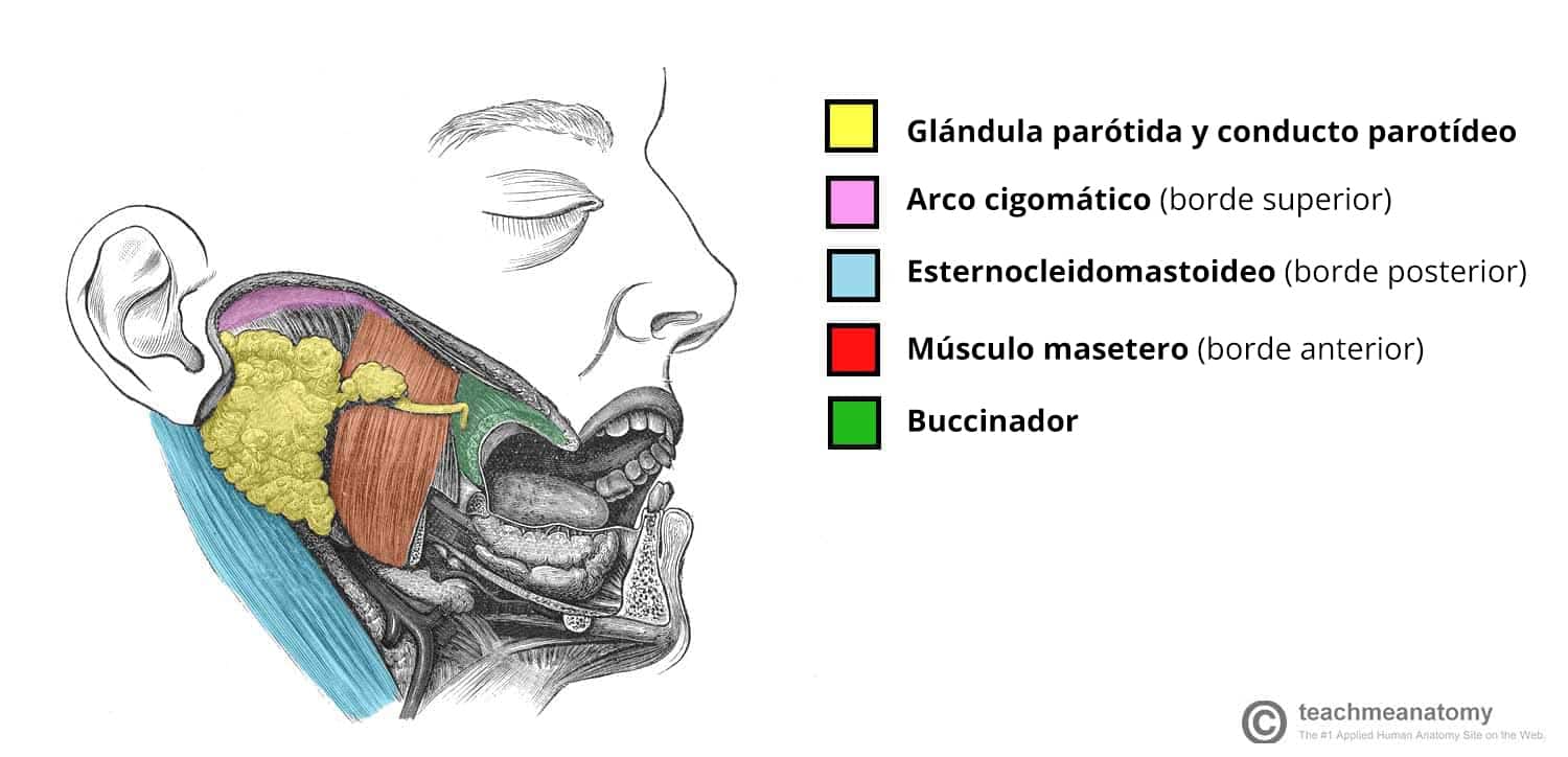 Diagrama que ilustra la posición anatómica de la glándula parótida y los límites que la rodean.