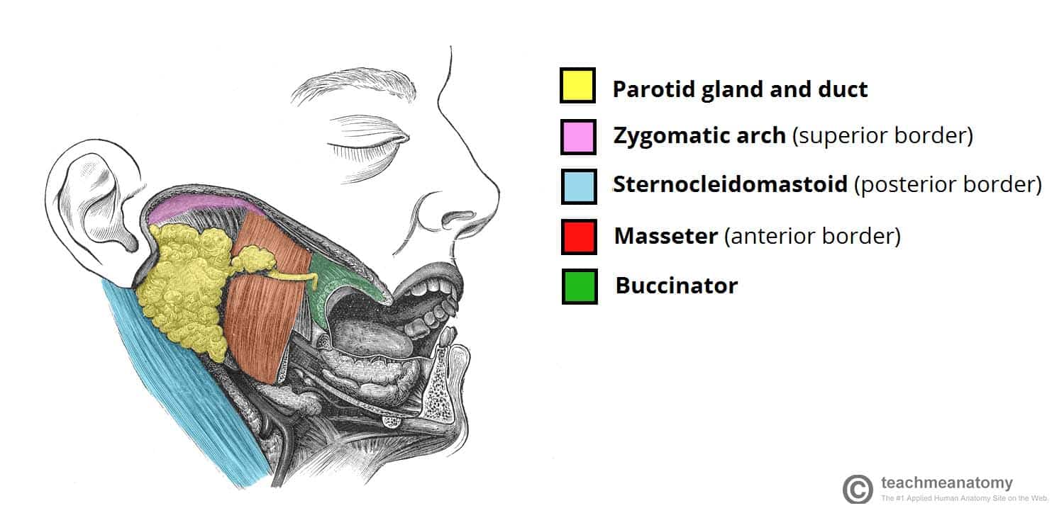 submandibular gland relations