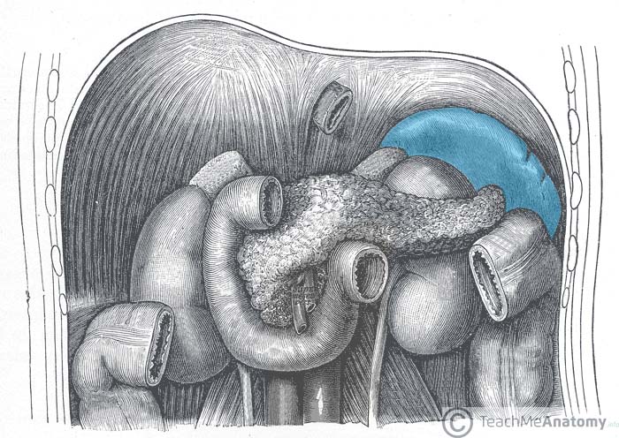 spleen anatomy gross