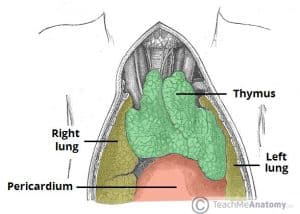 The Anterior Mediastinum - Borders - Contents - TeachMeAnatomy