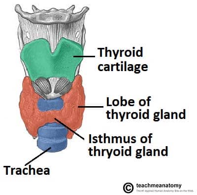 The Thyroid Gland - Location - Blood Supply - TeachMeAnatomy