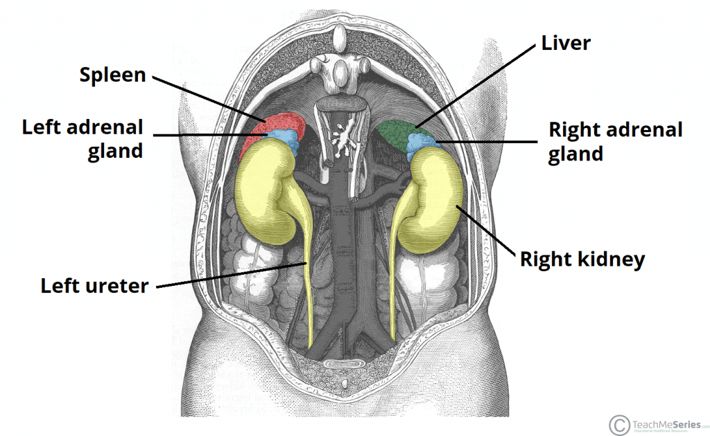adrenal gland location in human body