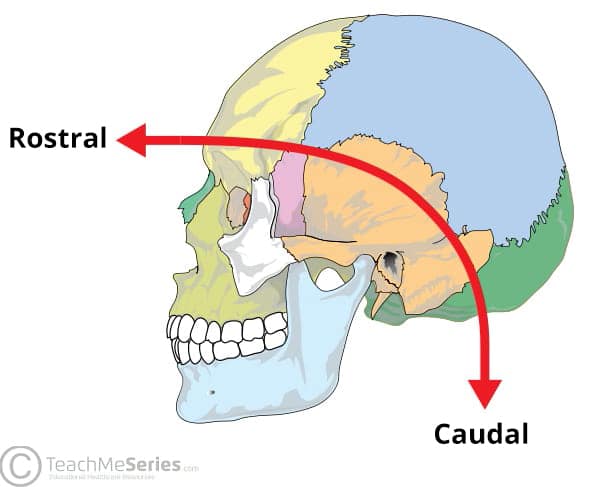 Diagrama que ilustra la terminología anatómica «rostral» y «caudal» en lo que se refiere a la neuroanatomía de la cabeza.