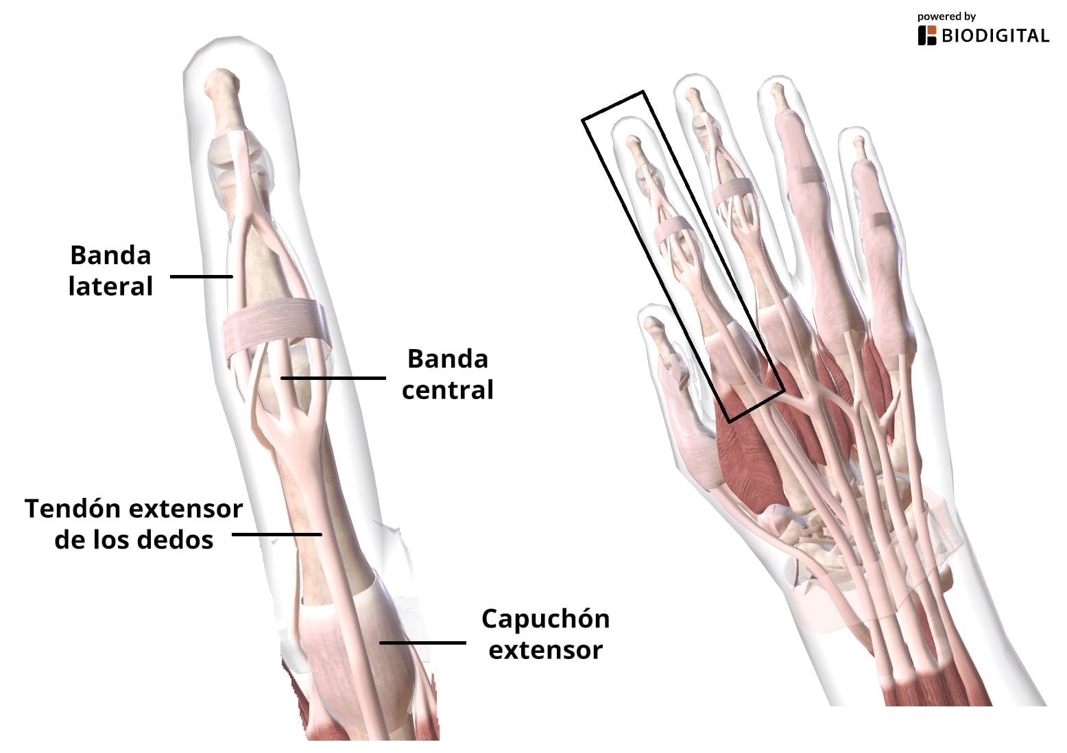 Diagrama que ilustra el aparato extensor de los dedos de la mano.