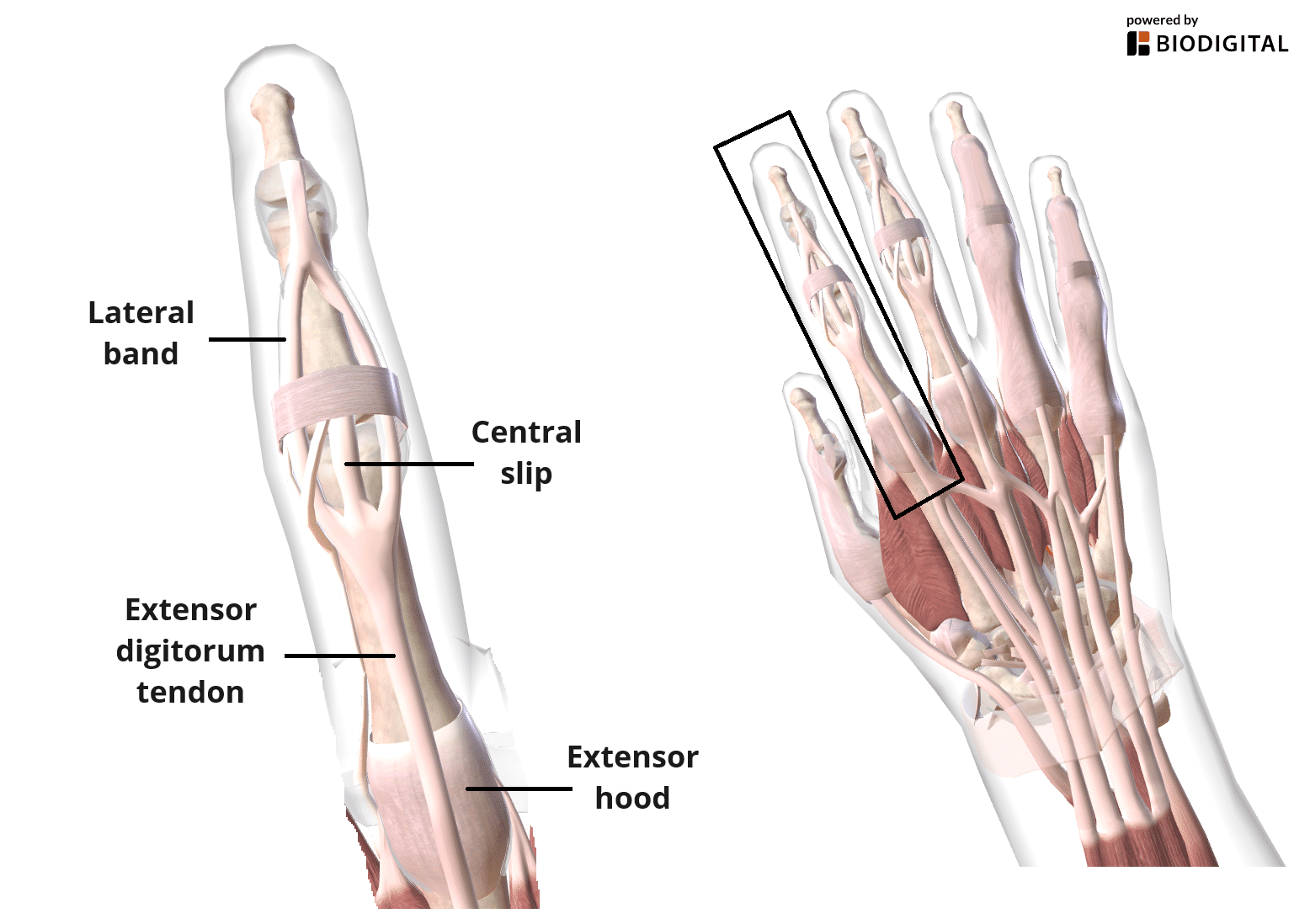 Extensor Muscles and Head Balance