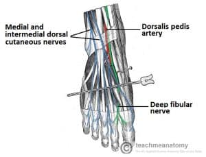 Anatomy diagram illustrating the cutaneous nerves of the foot, highlighting the distribution of the dorsal cutaneous nerves.