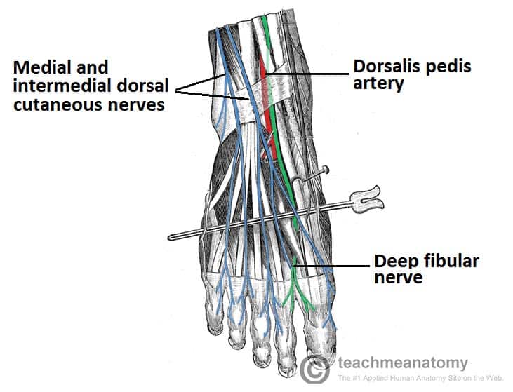 Fig 1.1. - The cutaneous nerves of the foot. Note the distribution of the dorsal cutaneous nerves
