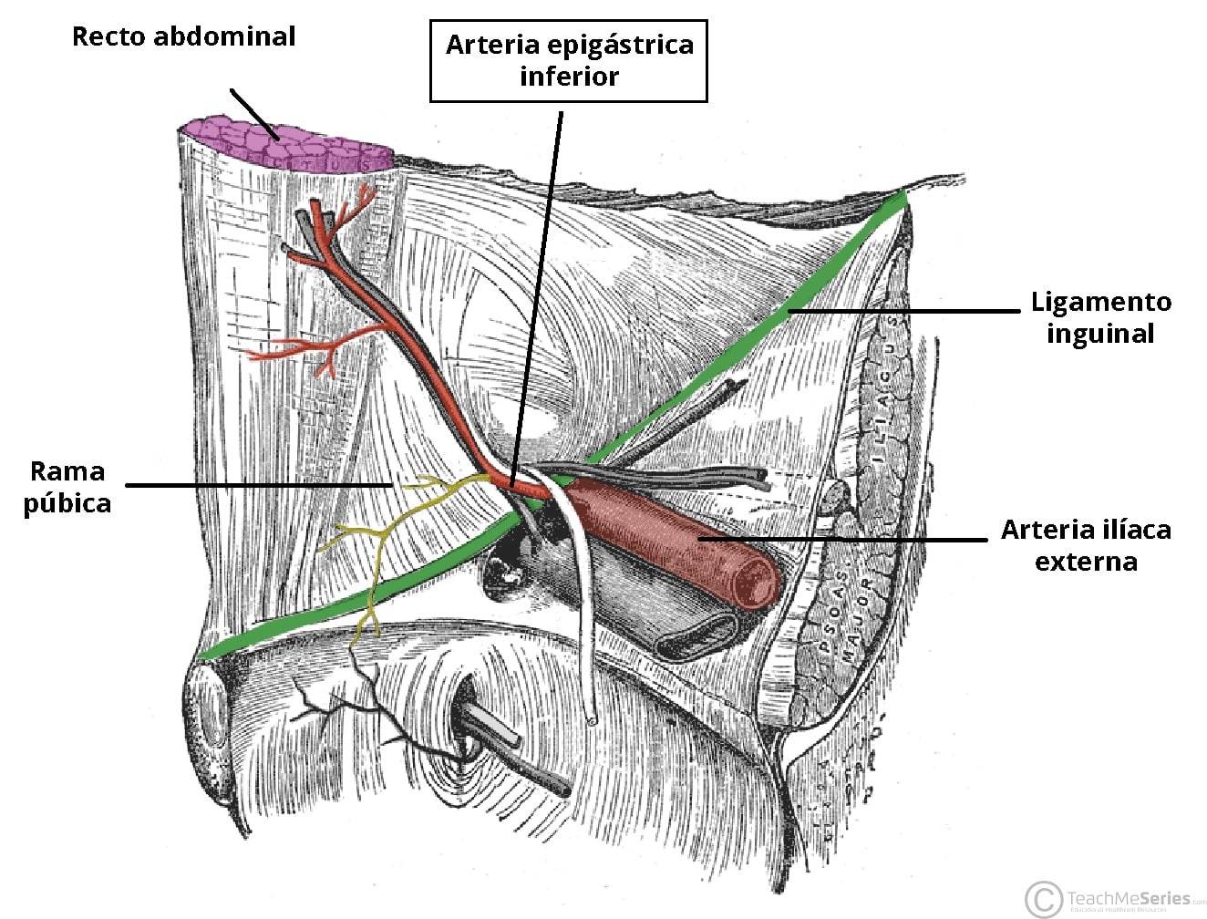 Diagrama que muestra el origen de la arteria epigástrica inferior desde la arteria ilíaca externa, situada justo por encima del ligamento inguinal.