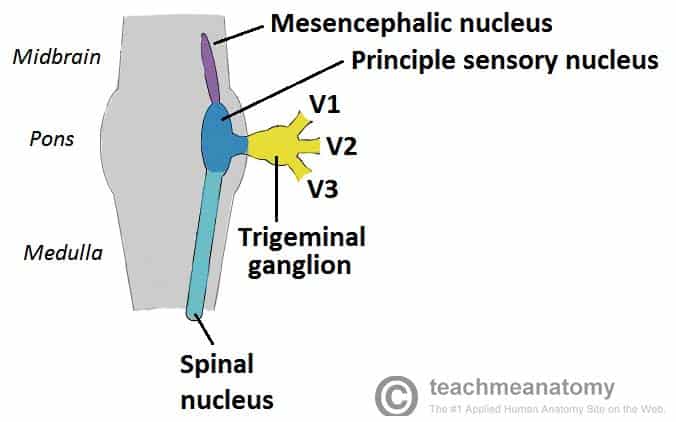 Fig 1.0 - The origin of the trigeminal nerve. Note that the nuclei are situated within in the CNS, and the gangia outside the CNS.