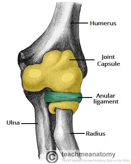 radioulnar joint is which type of joint dacă articulațiile de iarbă doare