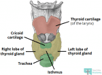 The Thyroid Gland - Location - Blood Supply - TeachMeAnatomy