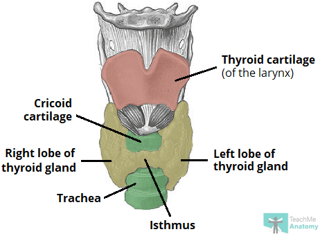 Human Thyroid Gland Anatomy. 3D rendering Stock fénykép Shutterstock - PuzzlePix