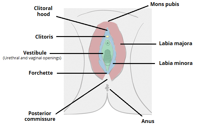 Labelled diagram of vulva