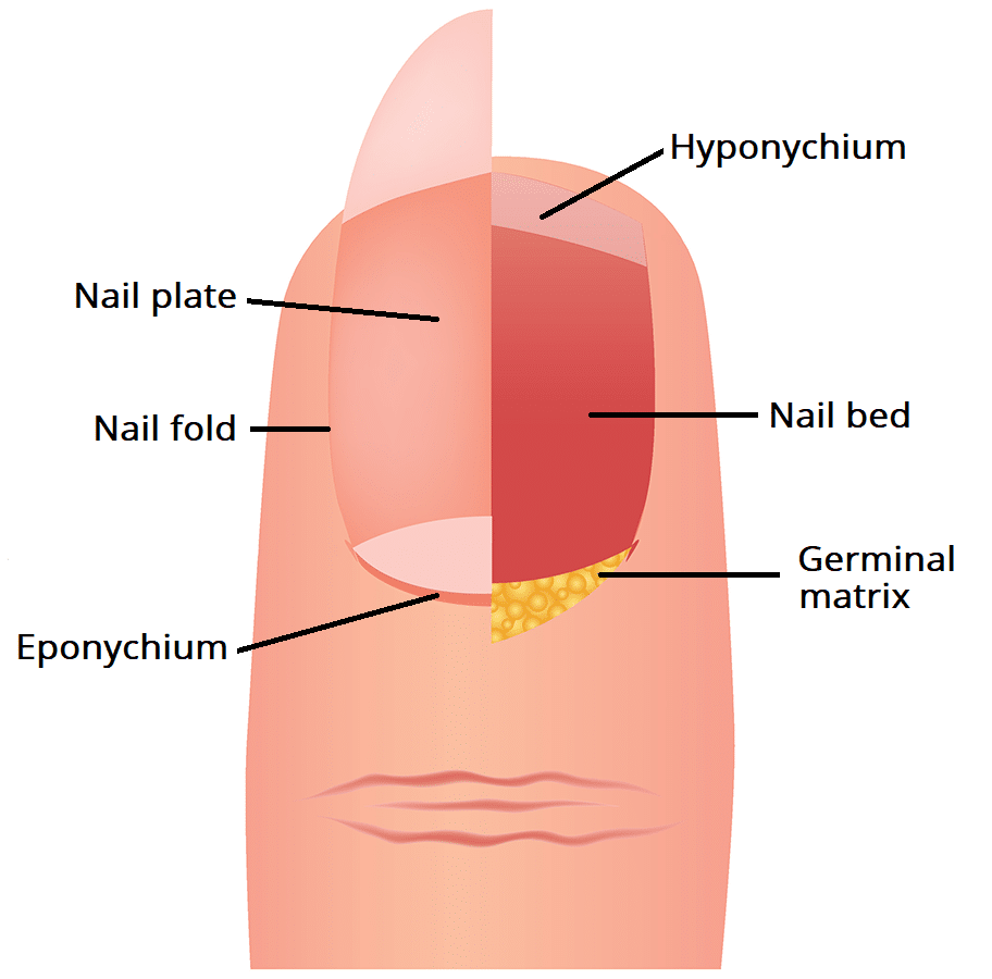 The Nail Unit - Plate - Germinal Matrix - Bed - TeachMeAnatomy