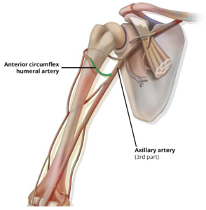 Diagram showing the course of the anterior circumflex humeral artery.