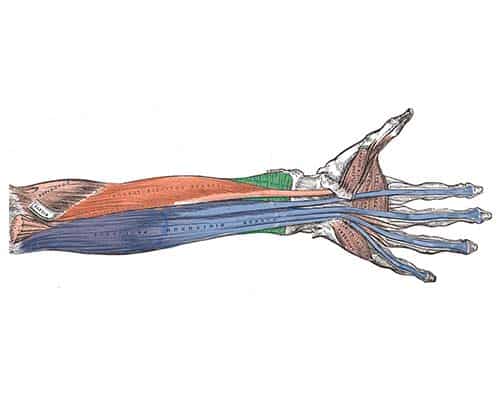Muscles Of The Upper Limb Teachmeanatomy
