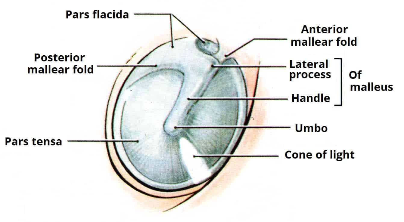 normal tympanic membrane labeled