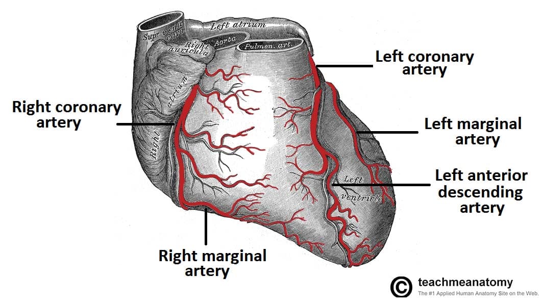 coronary circulation diagram blood flow