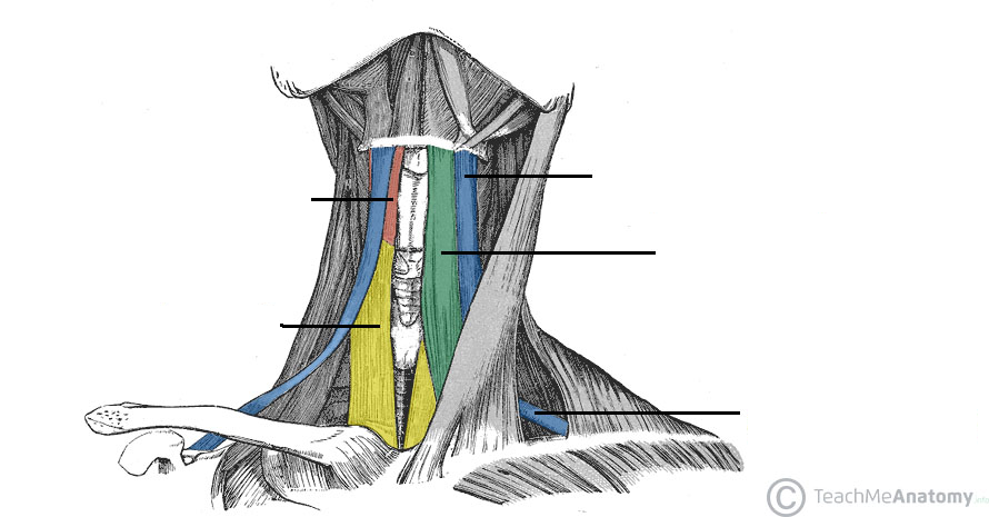 The Infrahyoid Muscles - Attachments - TeachMeAnatomy