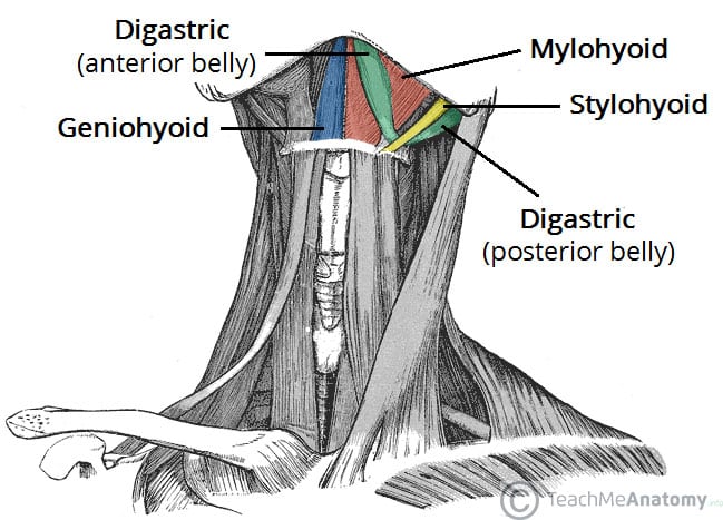 The Suprahyoid Muscles Stylohyoid Digastric Teachmeanatomy