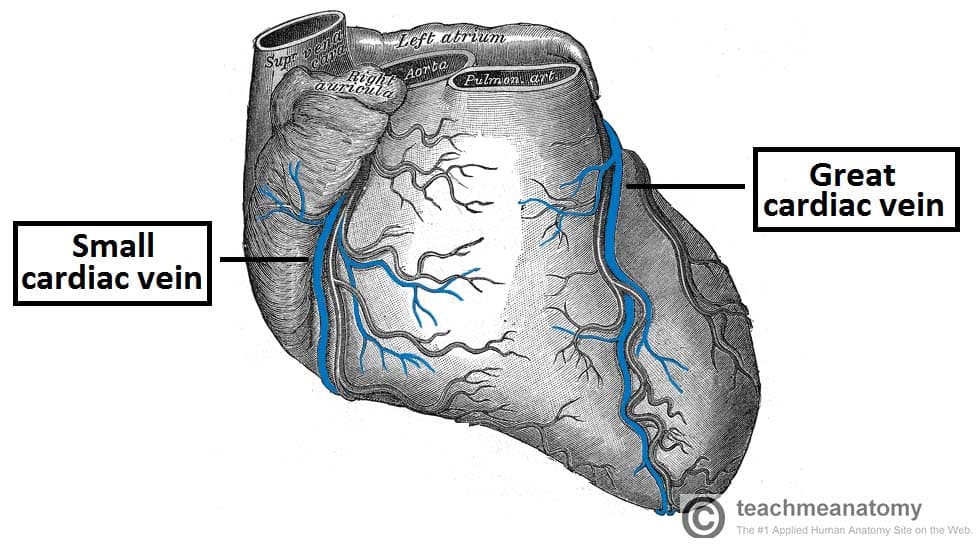 Fig 1.4 - Anterior view of the venous drainage of the heart. Supplied by the great and small cardiac veins