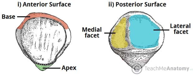 Fig 1.0 - Anterior and posterior surfaces of the patella.