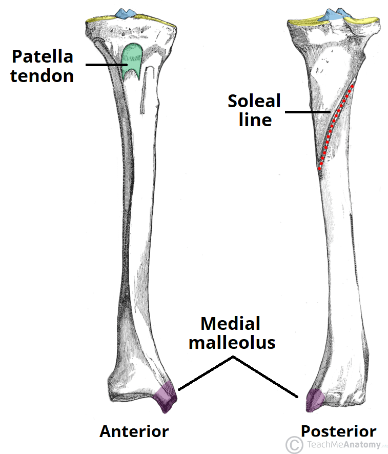 Arteria tibialis anterior