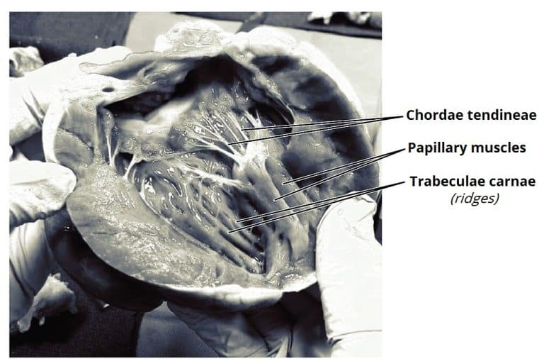 Chambers of the Heart - Atria - Ventricles - TeachMeAnatomy