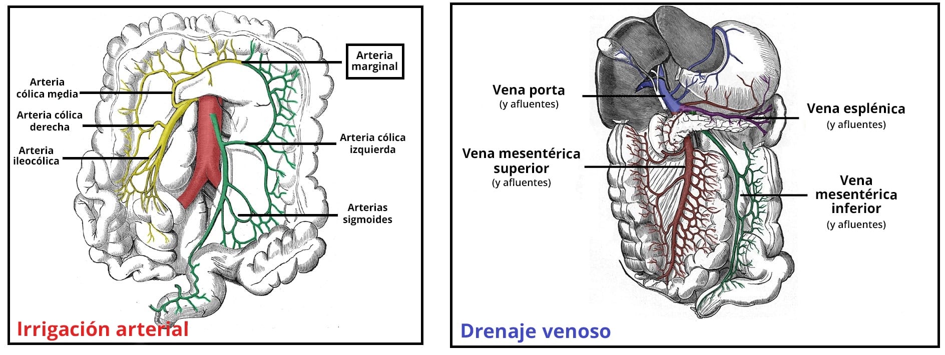 Diagrama que ilustra la irrigación arterial y el drenaje venoso del colon.