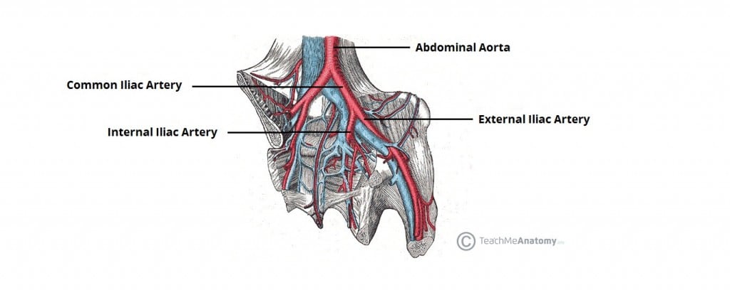 Male pelvic cavity  Internal organs of the male pelvic cavi