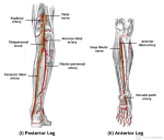 Arteries of the Lower Limb - Thigh - Leg - Foot - TeachMeAnatomy